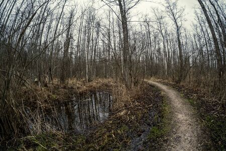 empty dirty gravel dirt road in forest with wet surface in autumn colors
