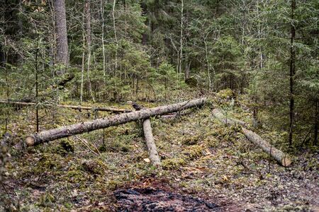 old dry tree trunk stomps laying in forest. broken logs in the ground a place fpr birds to liveの写真素材