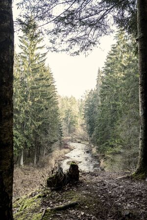 picturesque river in forest in autumn. wilderness, no people and old dry tree trunks fallen in river. isolated from society in latviaの写真素材