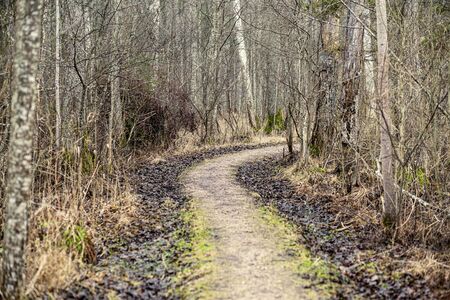 empty dirty gravel dirt road in forest with wet surface in autumn colorsの写真素材