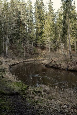 picturesque river in forest in autumn. wilderness, no people and old dry tree trunks fallen in river. isolated from society in latviaの写真素材
