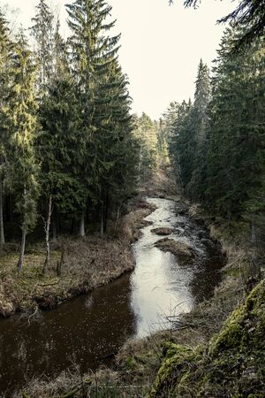 picturesque river in forest in autumn. wilderness, no people and old dry tree trunks fallen in river. isolated from society in latviaの写真素材