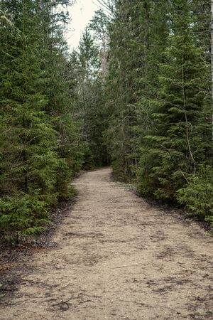 empty dirty gravel dirt road in forest with wet surface in autumn colorsの写真素材