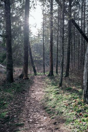empty dirty gravel dirt road in forest with wet surface in autumn colorsの写真素材