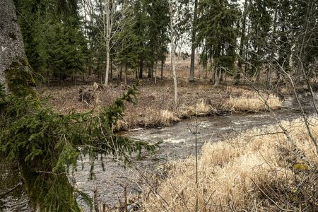 picturesque river in forest in autumn. wilderness, no people and old dry tree trunks fallen in river. isolated from society in latviaの写真素材