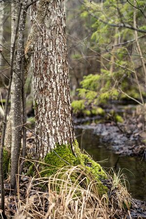 old dry tree trunk stomps laying in forest. broken logs in the ground a place fpr birds to liveの写真素材