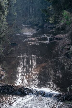picturesque river in forest in autumn. wilderness, no people and old dry tree trunks fallen in river. isolated from society in latviaの写真素材