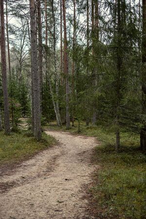 empty dirty gravel dirt road in forest with wet surface in autumn colorsの写真素材