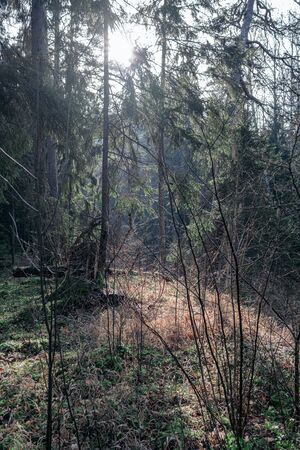 old dry tree trunk stomps laying in forest. broken logs in the ground a place fpr birds to liveの写真素材