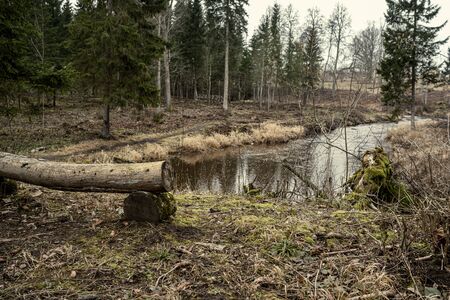 picturesque river in forest in autumn. wilderness, no people and old dry tree trunks fallen in river. isolated from society in latviaの写真素材