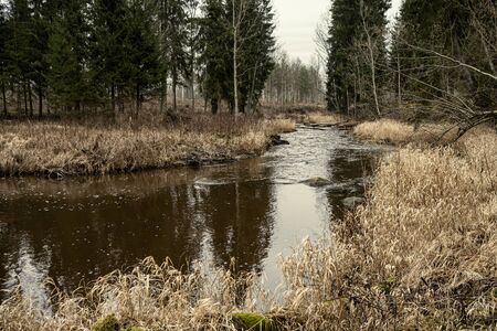 picturesque river in forest in autumn. wilderness, no people and old dry tree trunks fallen in...
