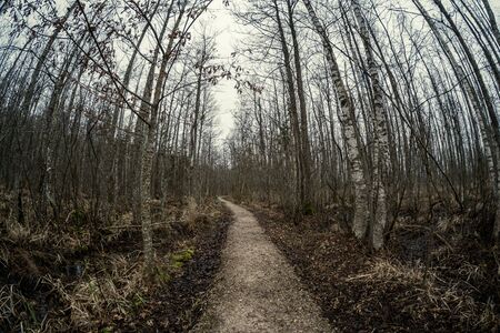 empty dirty gravel dirt road in forest with wet surface in autumn colorsの写真素材