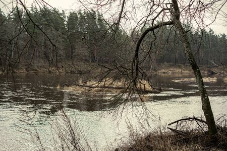 picturesque river in forest in autumn. wilderness, no people and old dry tree trunks fallen in...