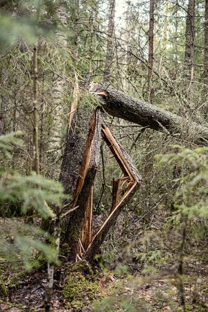 old dry tree trunk stomps laying in forest. broken logs in the ground a place fpr birds to liveの写真素材
