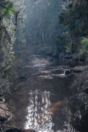 picturesque river in forest in autumn. wilderness, no people and old dry tree trunks fallen in river. isolated from society in latviaの写真素材
