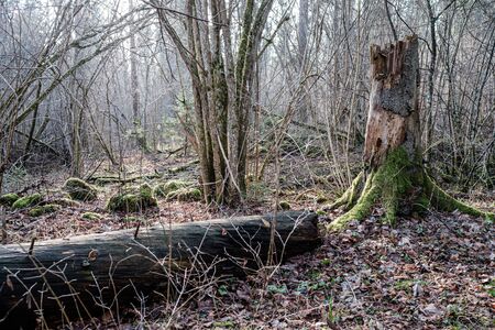 old dry tree trunk stomps laying in forest. broken logs in the ground a place fpr birds to liveの写真素材