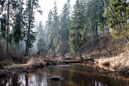 picturesque river in forest in autumn. wilderness, no people and old dry tree trunks fallen in river. isolated from society in latviaの写真素材