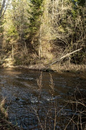 picturesque river in forest in autumn. wilderness, no people and old dry tree trunks fallen in river. isolated from society in latviaの写真素材