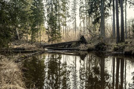 picturesque river in forest in autumn. wilderness, no people and old dry tree trunks fallen in...