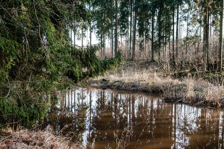 picturesque river in forest in autumn. wilderness, no people and old dry tree trunks fallen in river. isolated from society in latviaの写真素材