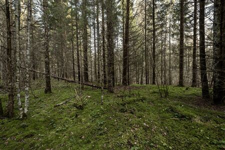 beautiful clean spruce tree evergreen forest park with green moss and path for walksの写真素材