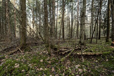 beautiful clean spruce tree evergreen forest park with green moss and path for walksの写真素材