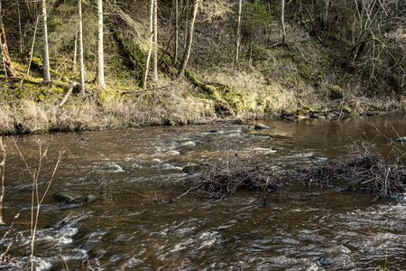 picturesque river in forest in autumn. wilderness, no people and old dry tree trunks fallen in river. isolated from society in latviaの写真素材