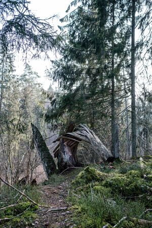 old dry tree trunk stomps laying in forest. broken logs in the ground a place fpr birds to liveの写真素材