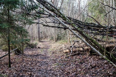 old dry tree trunk stomps laying in forest. broken logs in the ground a place fpr birds to liveの写真素材