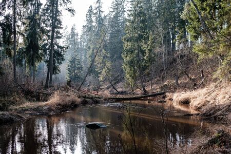 picturesque river in forest in autumn. wilderness, no people and old dry tree trunks fallen in...