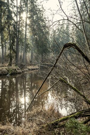 picturesque river in forest in autumn. wilderness, no people and old dry tree trunks fallen in river. isolated from society in latviaの写真素材