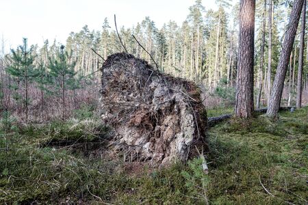 old dry tree trunk stomps laying in forest. broken logs in the ground a place fpr birds to liveの写真素材