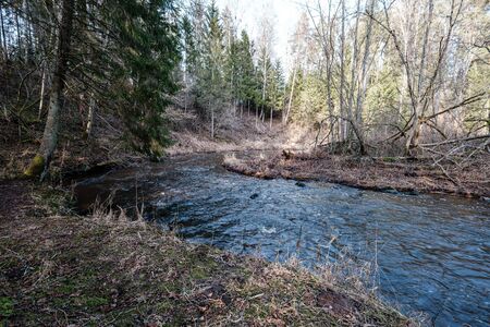 picturesque river in forest in autumn. wilderness, no people and old dry tree trunks fallen in river. isolated from society in latviaの写真素材