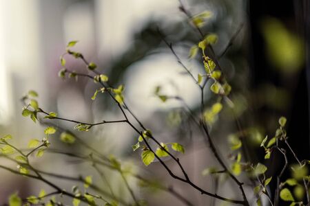 fresh green birch tree leaves and branches blooming in spring with nice blur backgroundの写真素材