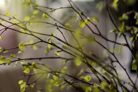fresh green birch tree leaves and branches blooming in spring with nice blur backgroundの写真素材