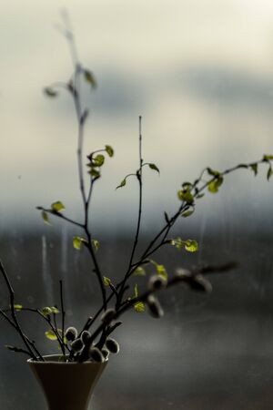 fresh green birch tree leaves and branches blooming in spring with nice blur backgroundの写真素材