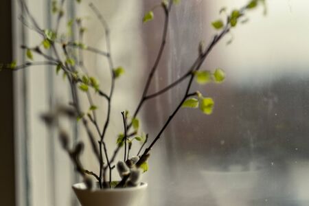 fresh green birch tree leaves and branches blooming in spring with nice blur backgroundの写真素材