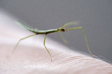 small Medauroidea extradentata, commonly known as the Vietnamese or Annam walking stick, is a species of the family Phasmatidae. walking on hand.の写真素材