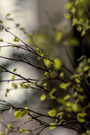 fresh green birch tree leaves and branches blooming in spring with nice blur backgroundの写真素材