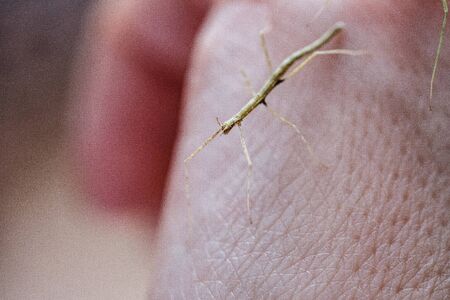 small Medauroidea extradentata, commonly known as the Vietnamese or Annam walking stick, is a species of the family Phasmatidae. walking on hand.の写真素材
