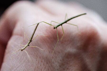 small Medauroidea extradentata, commonly known as the Vietnamese or Annam walking stick, is a species of the family Phasmatidae. walking on hand.の写真素材