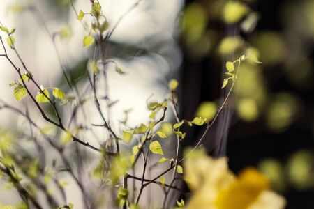 fresh green birch tree leaves and branches blooming in spring with nice blur background