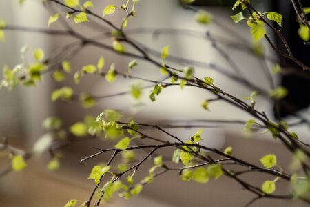 fresh green birch tree leaves and branches blooming in spring with nice blur backgroundの写真素材