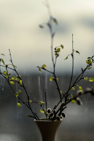 fresh green birch tree leaves and branches blooming in spring with nice blur backgroundの写真素材