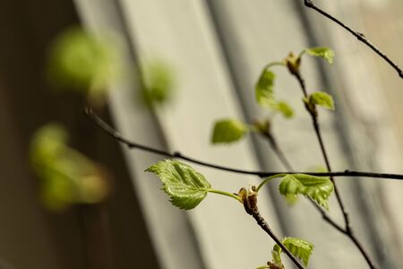 fresh green birch tree leaves and branches blooming in spring with nice blur backgroundの写真素材