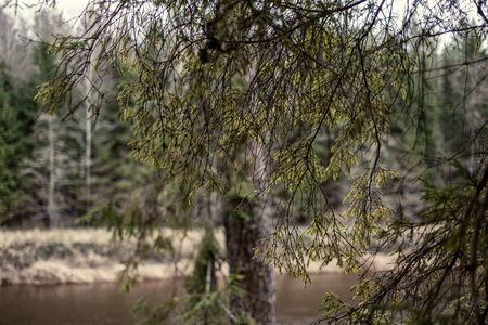 empty winter forest in winter with no snow and no tree leaves. park walkway in Latviaの写真素材