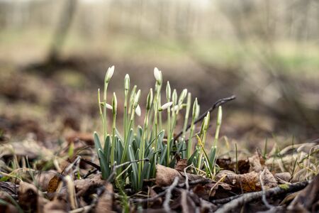 white spring flowers blooming in the field snowdrop plantsの写真素材