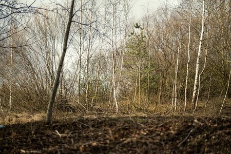 empty winter forest in winter with no snow and no tree leaves. park walkway in Latviaの写真素材