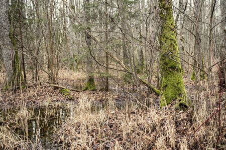 empty winter forest in winter with no snow and no tree leaves. park walkway in Latviaの写真素材