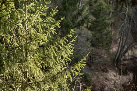 empty winter forest in winter with no snow and no tree leaves. park walkway in Latviaの写真素材